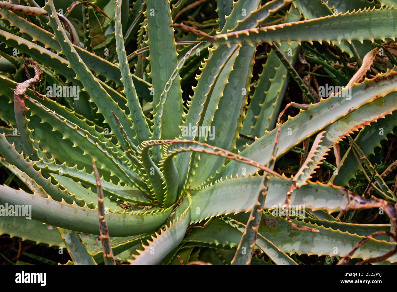 Una pianta enorme, prickly Aloe vera cresce selvaggia, spiralando verso l'alto, sulla Big Island nelle Hawaii. Questa pianta può essere usata per le scottature solari per guarire la vostra pelle Foto Stock