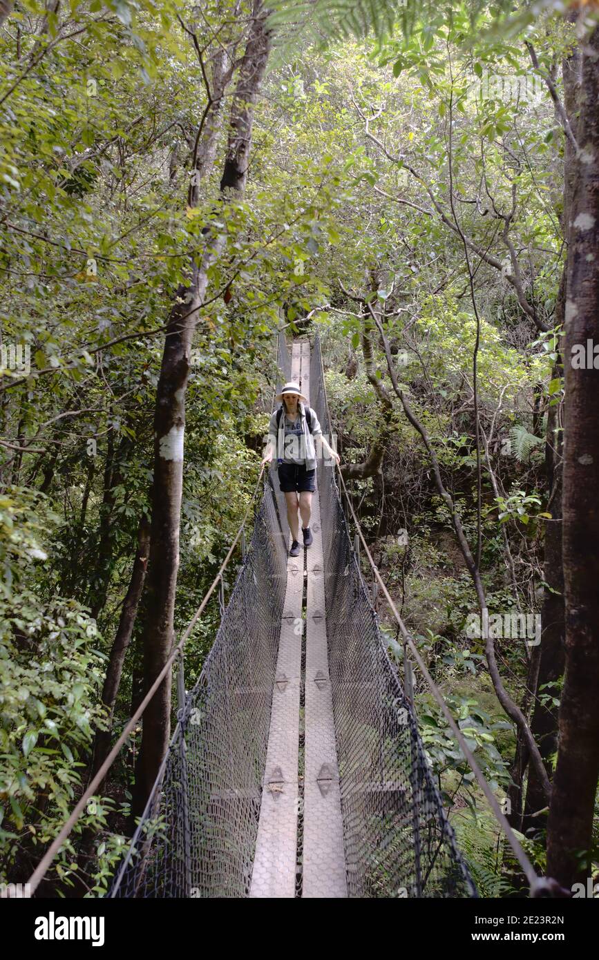 Donna turistica sul ponte sospeso a Kauaeranga Pinnacles Walk Foto Stock