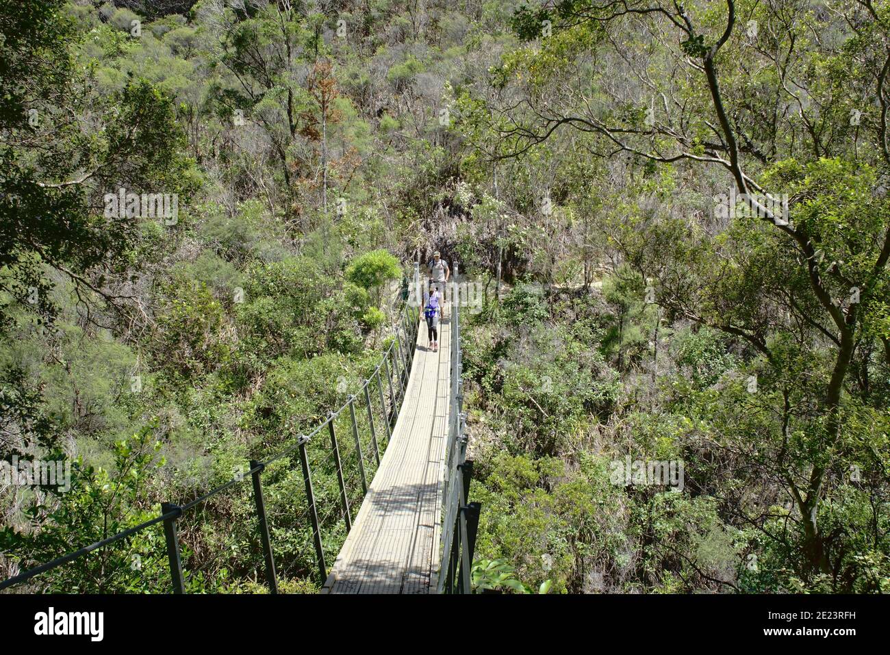 I turisti sul ponte sospeso Kauaeranga Pinnacles Walk Foto Stock