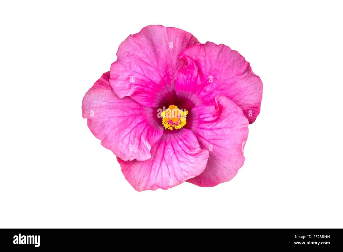 Macro del fiore rosa della Cina (hibiscus cinese, Hibiscus rosa-sinensis , hibiscus hawaiano , fiore della scarpa ) sulla luce naturale Foto Stock