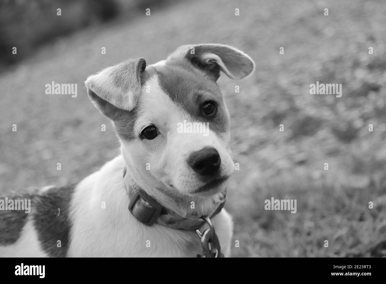Ho preso il mio cucciolo per una foto in un parco a Silverton, CO. Foto Stock