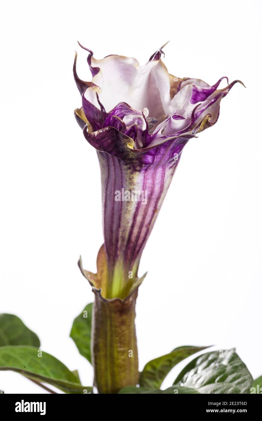 Devil's tromba, Indisk spikklubba (Datura fastuosa) Foto Stock