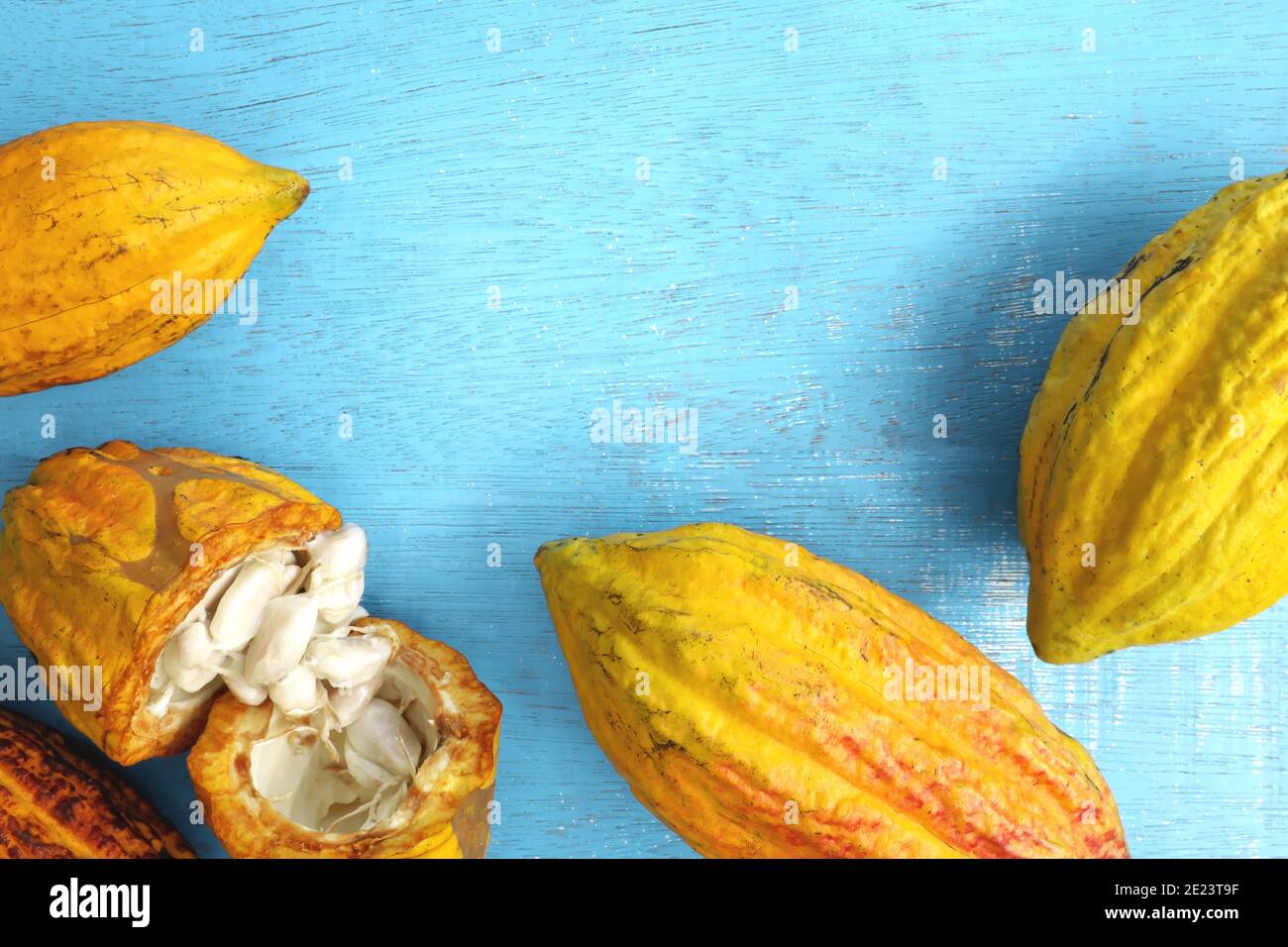 Bacche di cacao fresche e mature di colore giallo chiaro arancio o frutti di albero di teobroma cacao in piano su sfondo blu con spazio per la copia. Foto Stock