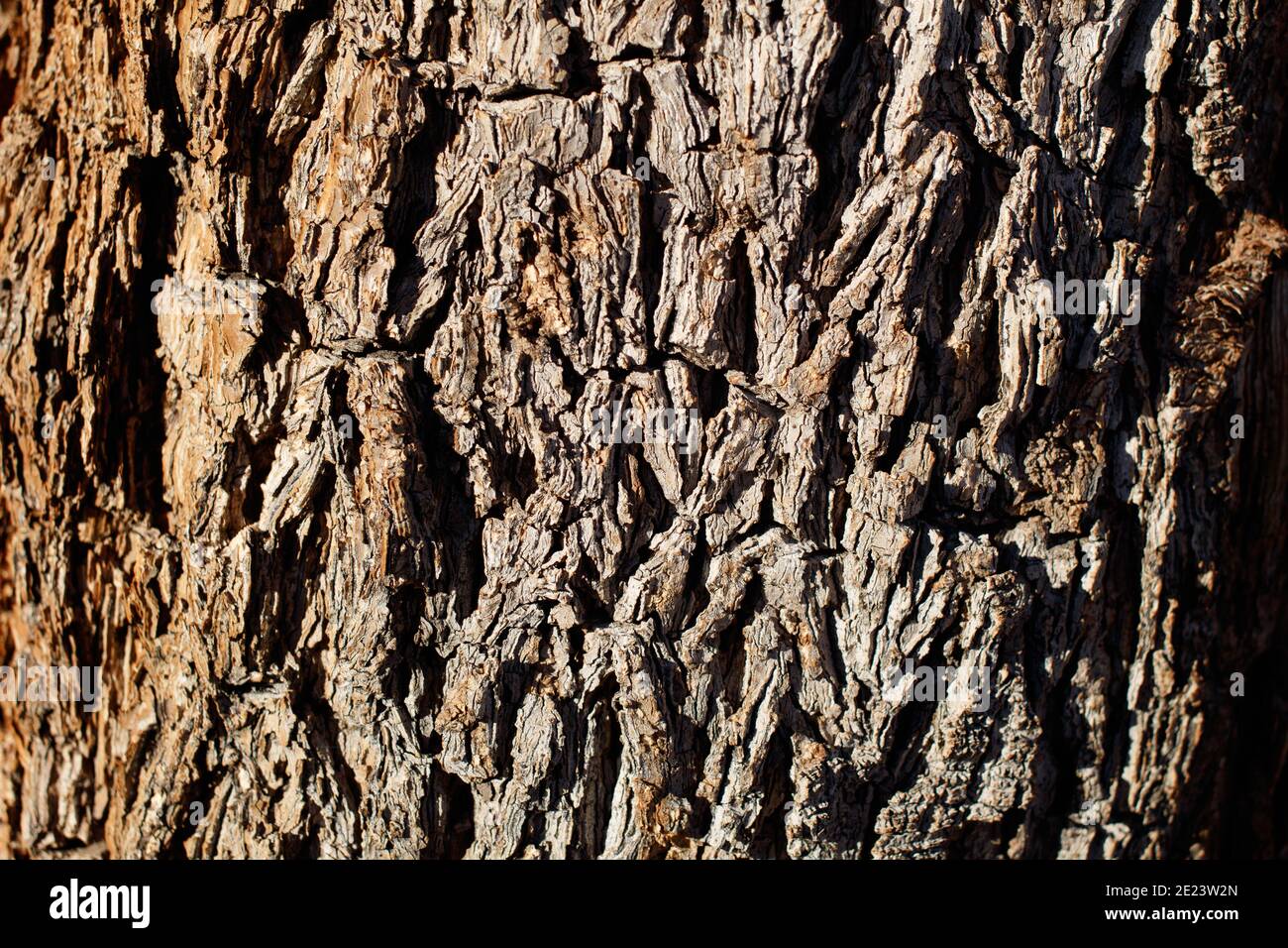 Invecchiamento corteccia croccata, Mojave Spiketree, Yucca brevifolia, Asparagaceae, albero nativo, Joshua Tree National Park, Mojave Desert meridionale, autunno. Foto Stock