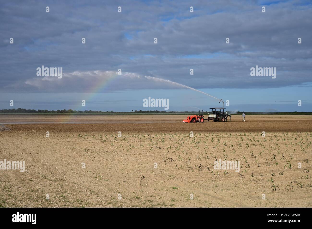 Spray da pompa di irrigazione crea arcobaleno colorato su campi piantati in Homestead, Florida, il sole mattina d'inverno. Foto Stock