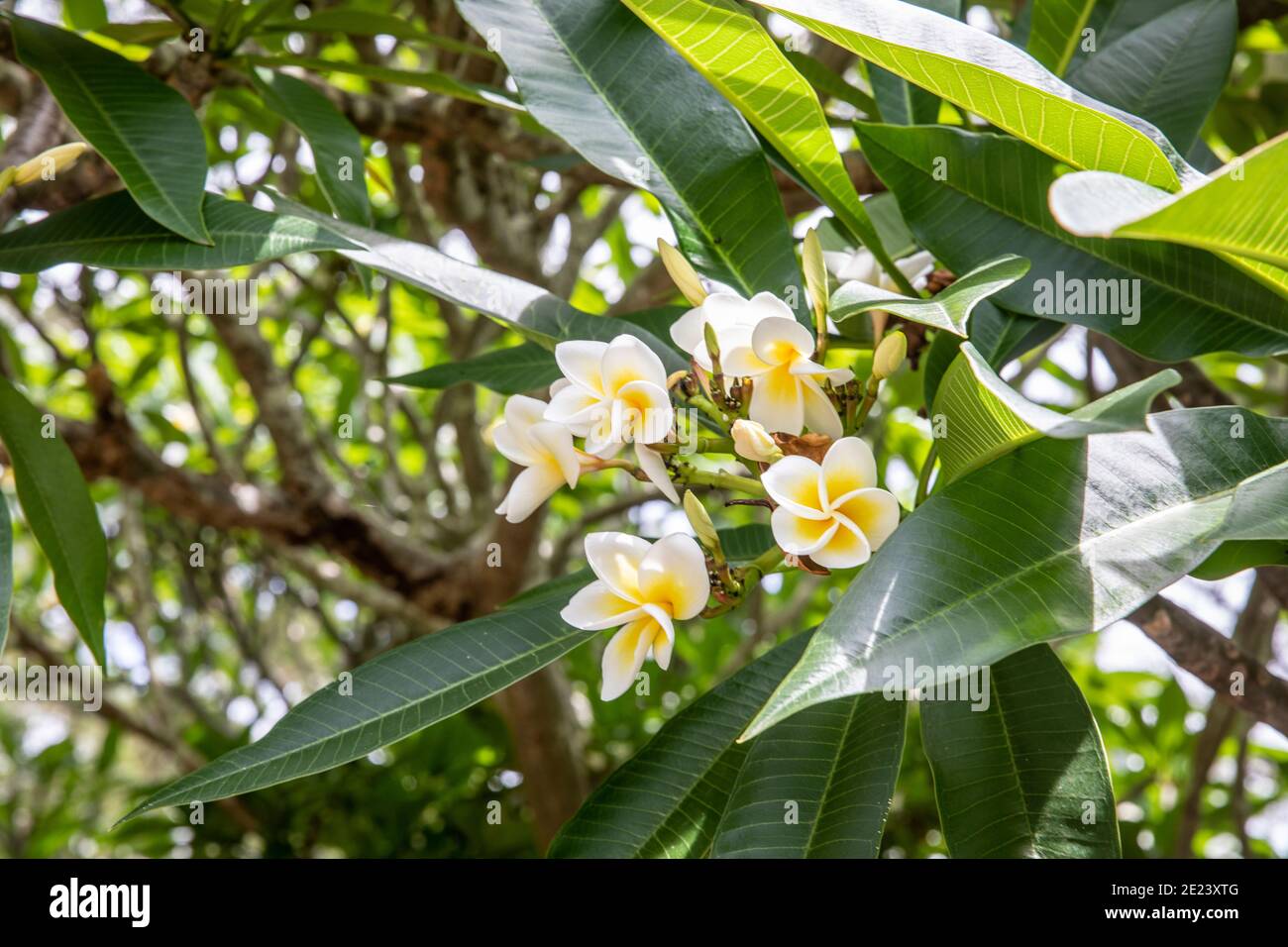 Plumeria frangipani albero a Sydney durante l'estate con gemme e fiori bianchi gialli, questi alberi sono molto popolari nei giardini domestici a Sydney, Australia Foto Stock