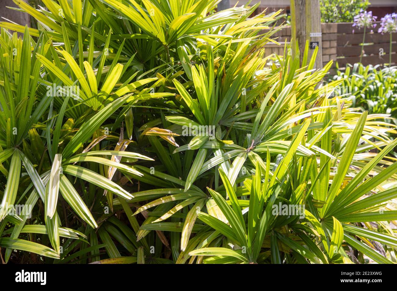 Lady Palm Rhapis Excelsa, conosciuta anche come palma di bambù che crescono all'aperto in un giardino di Sydney, le palme australiane sono anche famose piante al coperto Foto Stock