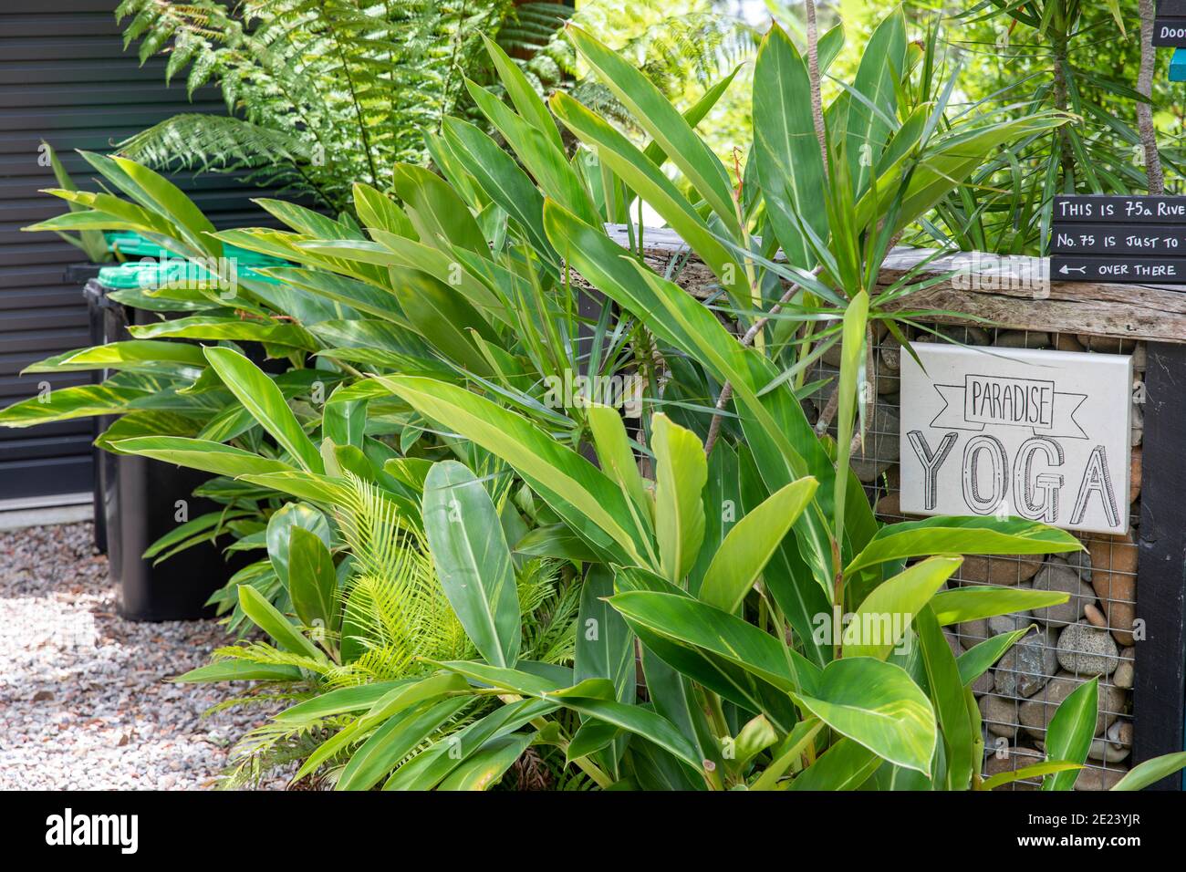Ingresso Paradise yoga con zenzero di conchiglia che cresce intorno a. Doorway, Sydney, Australia Foto Stock