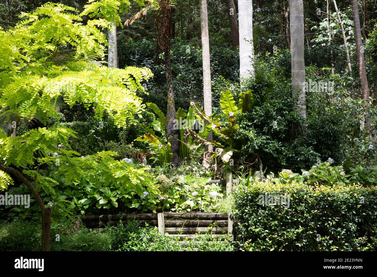 Giardino verde australiano in una casa privata a Sydney Northern Spiagge, Clareville, Australia Foto Stock