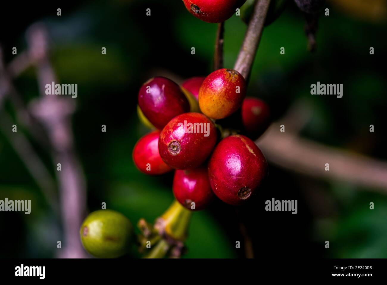 Fagioli di ciliegia di caffè crudi e maturi biologici freschi su albero, piantagione agricola nella parte meridionale dell'India. Foto Stock