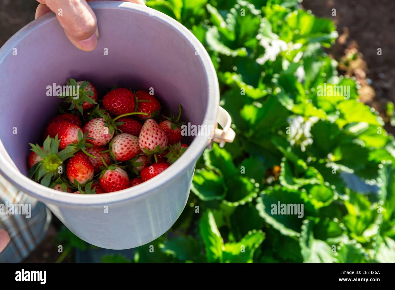 Fragole fresche nel secchio in giardino. Foto Stock