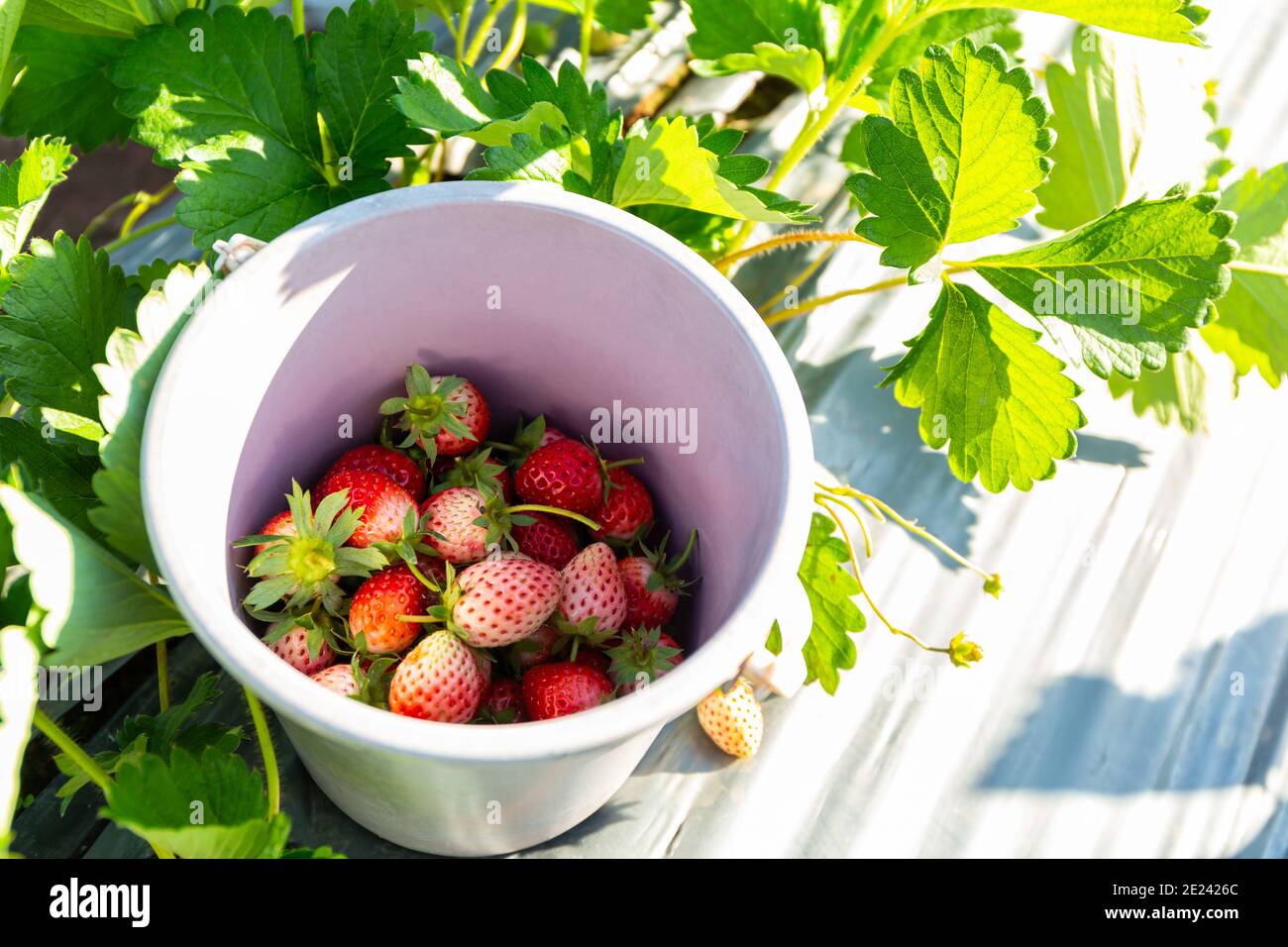 Fragole fresche nel secchio in giardino. Foto Stock