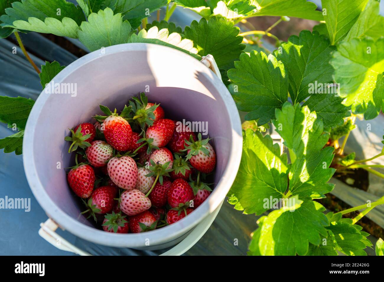 Fragole fresche nel secchio in giardino. Foto Stock