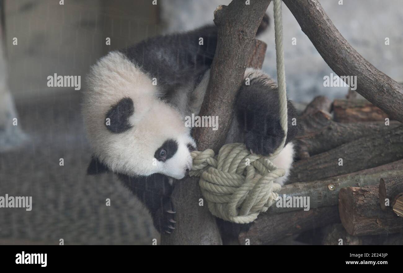 Berlino, 14.02.2020: Zwei Wochen nach dem Einzug der Pandas in ihr neues Gehege kehrt Normalität ein. Die Zwillinge Meng Xiang und Meng Yuan alias Pit Foto Stock