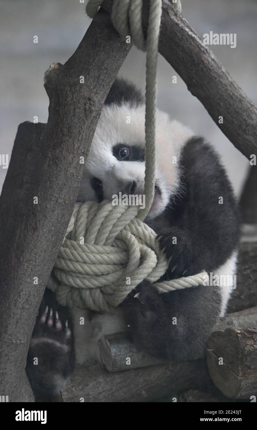 Berlino, 14.02.2020: Zwei Wochen nach dem Einzug der Pandas in ihr neues Gehege kehrt Normalität ein. Die Zwillinge Meng Xiang und Meng Yuan alias Pit Foto Stock