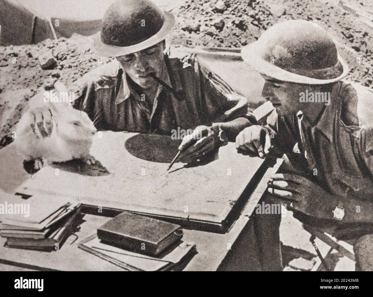 Il periodo della seconda guerra mondiale. La battaglia nel deserto. Questo Coniglio selvatico, una volta immesso il camp, è stata innalzata al rango di mascotte. Foto Stock