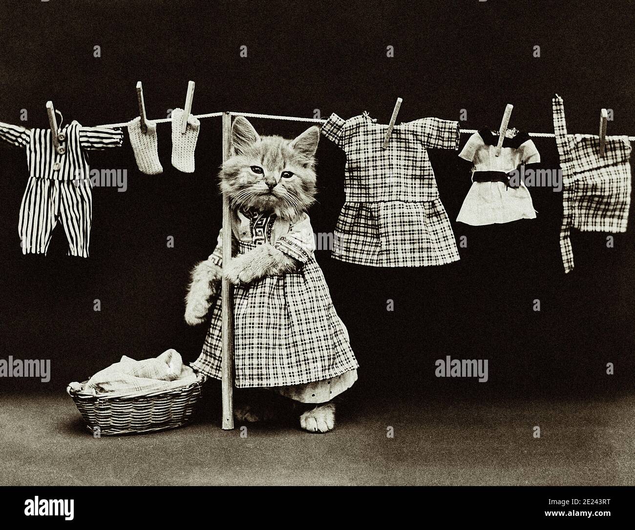 Foto d'epoca di gattini vestiti in abiti umani. Gattino lavando e asciugando i vestiti. 19 ° secolo Foto Stock