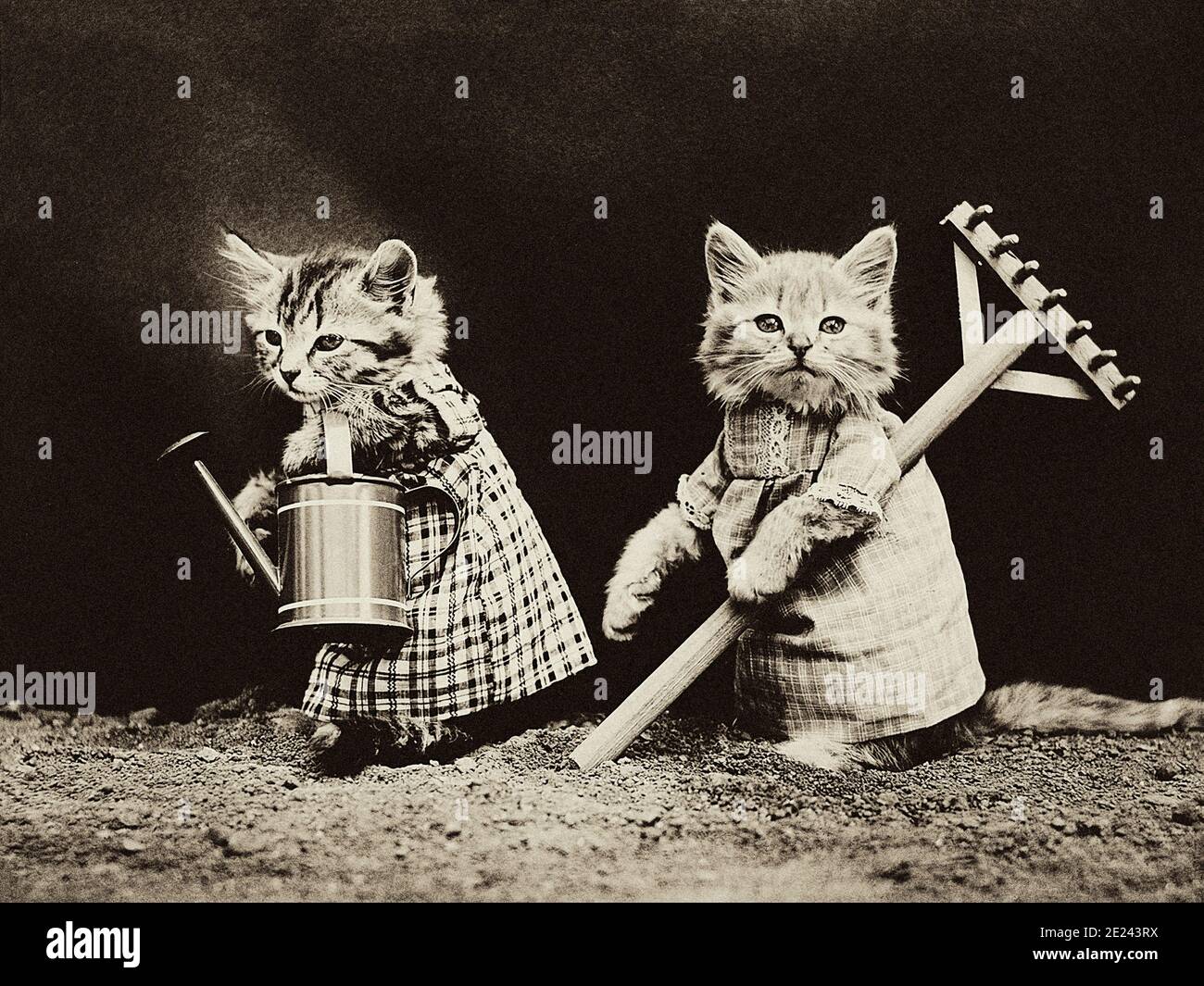 Foto d'epoca di gattini vestiti in abiti umani. Gattini che lavorano in un giardino. Europa. 19 ° secolo Foto Stock