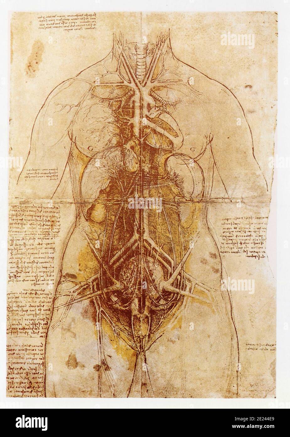 Leonardo da Vinci. 1452-1519. Anatomie du Corps humain Foto Stock