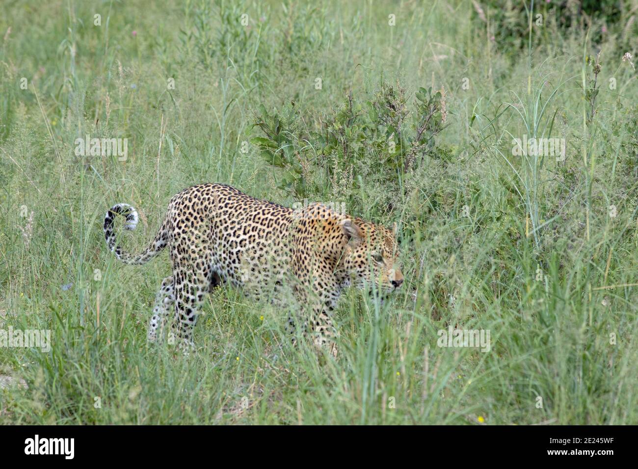 Leopardo (Panthera pardus). Attività diurna. Animale catturato nel camminare aperto, in parte schermato, attraverso la semina di erbe da veicolo safari. Botswana. Foto Stock