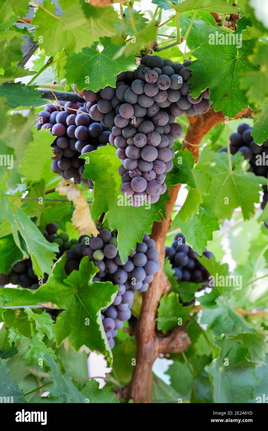 Vitis Vinifera 'Dornfelder'. Uva "Dornfelder". Mangiare rosso / uva da vino, grappoli che crescono sulla vite, Foto Stock