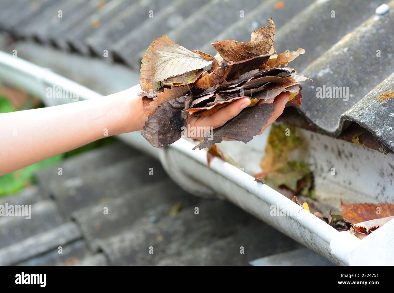 Un modo semplice per sbloccare e pulire le grondaie del tetto da detriti rimuovendo le foglie secche di autunno a mano a. evitare che l'acqua piovana trabocchi il gocciolatoio e. Foto Stock