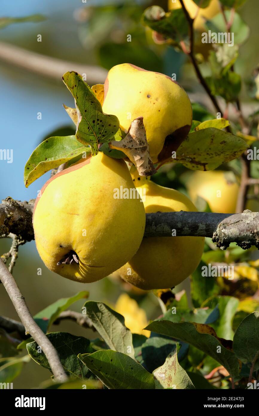 Mela cotogna 'Bereczki'. Cydonia oblona Bereczki. Frutta matura sull'albero imn all'inizio dell'autunno. Foto Stock