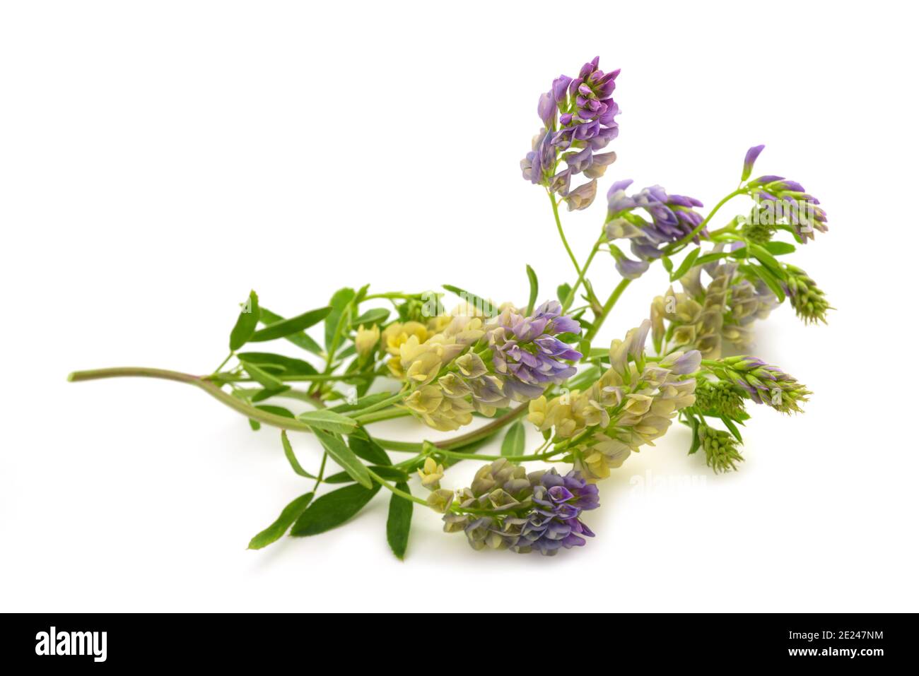 Medicago Sativa pianta isolata su sfondo bianco Foto Stock