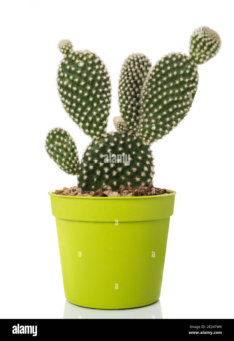 Bunny orecchie cactus in vaso isolato su bianco Foto Stock