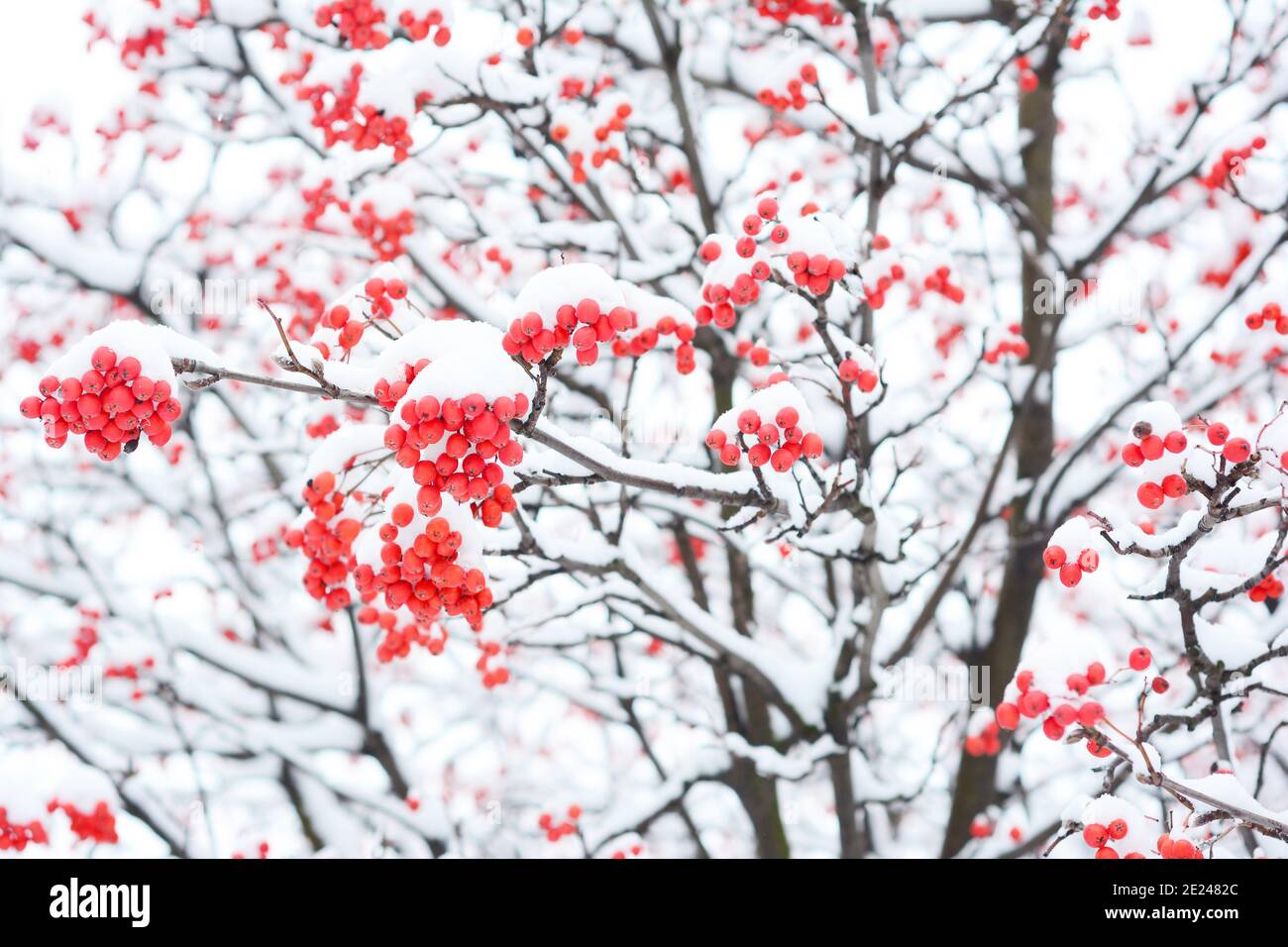 Pyracantha arbusto nel gelo con foglie di colore verde scuro e rosso  scarlatto bacche fotografato un freddo gelido inverno mattina Foto stock -  Alamy