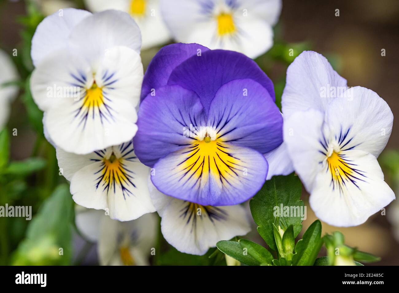 Pansy bianco e viola in un giardino Foto Stock