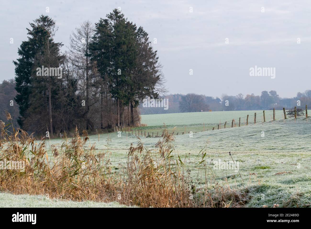 Escursione nella regione di Osnabrück vicino a Melle-Neuenkirchen sulla Terra.Track Königsbrück. È una fredda giornata autunnale con brina sui prati e sui campi. Foto Stock