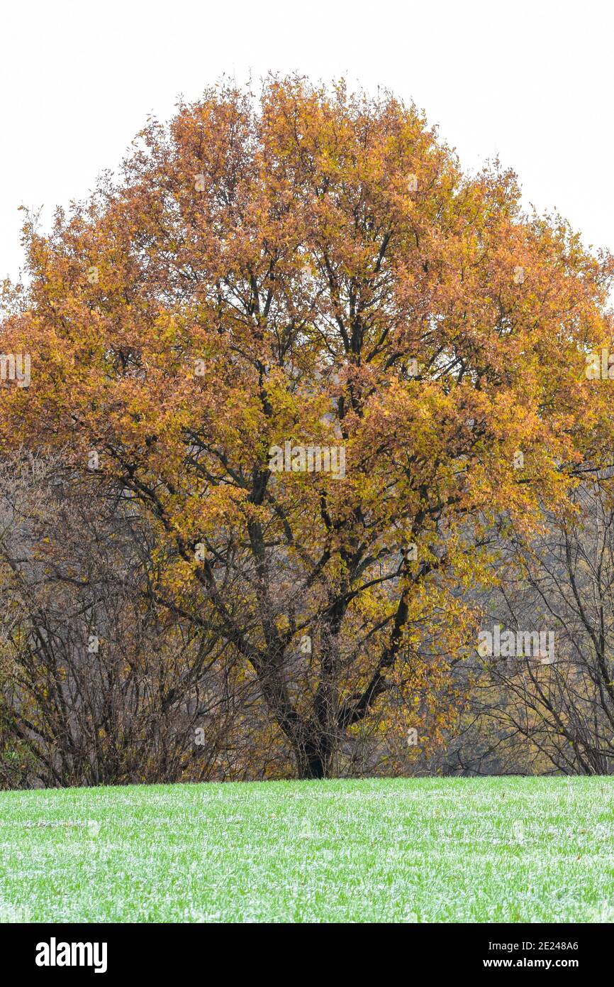 Escursione nella regione di Osnabrück vicino a Melle-Neuenkirchen sulla Terra.Track Königsbrück. È una fredda giornata autunnale con brina sui prati e sui campi. Foto Stock