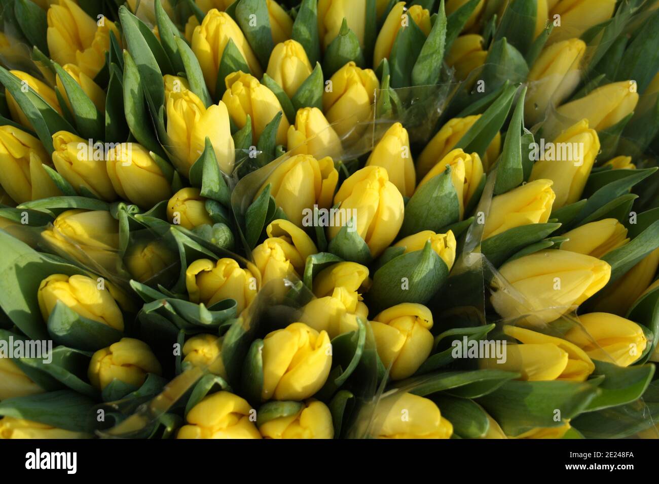 Primo piano di bouquet di tulipani gialli freschi, primavera in Olanda Foto Stock