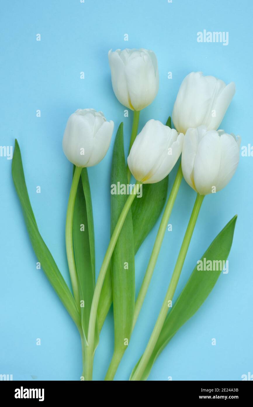 Bouquet di tulipani bianchi su sfondo azzurro. Fiori bianchi di primavera. Carta floreale vuota. Floreale delicato primavera sfondo.copia spazio. Internazionale Foto Stock