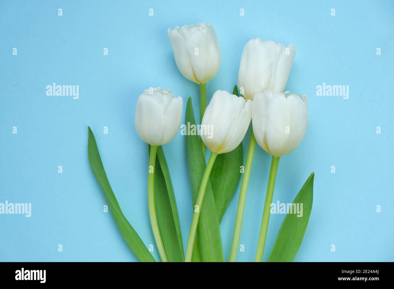 Bouquet di tulipani bianchi su sfondo azzurro. Fiori bianchi di primavera. Biglietto d'auguri floreale vuoto. Floreale delicato primavera sfondo.copia spazio Foto Stock