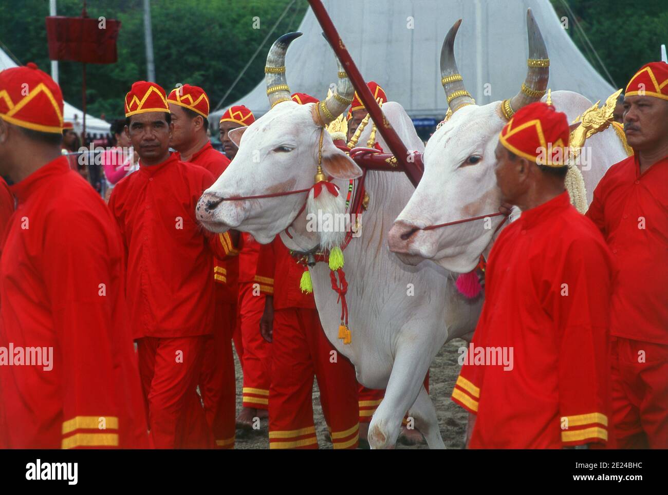 La cerimonia di aratura reale è un antico rituale Brahman che si tiene ogni anno a Bangkok a Sanam Luang di fronte al Grand Palace. L'evento si svolge per ottenere un inizio favorevole alla stagione di coltivazione del riso. I buoi bianchi sacri arano il campo di Sanam Luang, che viene poi seminato con semi benedetti dal re. I coltivatori poi raccolgono i semi per ripiantare nei loro propri campi. Questa cerimonia si svolge anche in Cambogia e Sri Lanka. Foto Stock