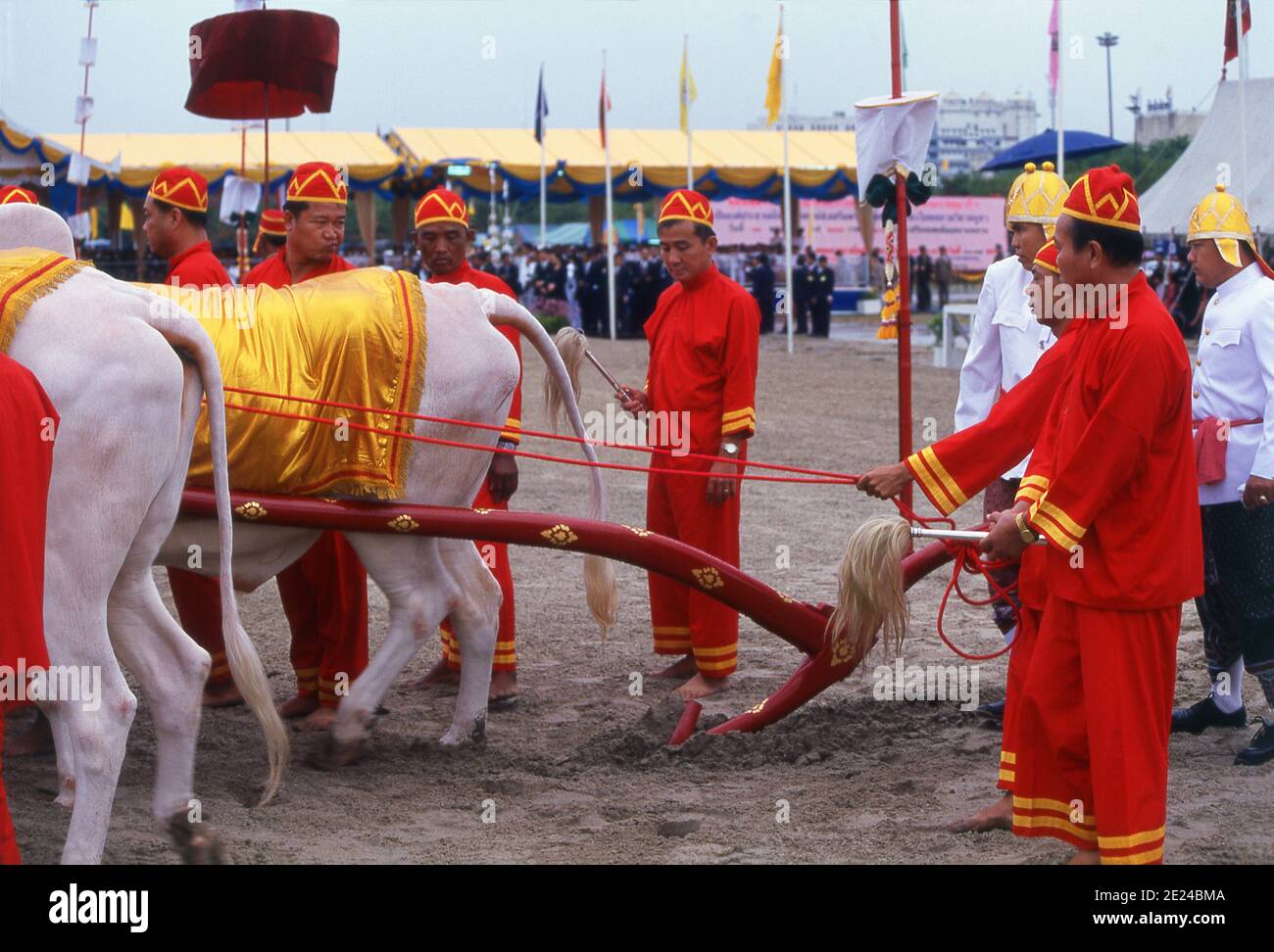 La cerimonia di aratura reale è un antico rituale Brahman che si tiene ogni anno a Bangkok a Sanam Luang di fronte al Grand Palace. L'evento si svolge per ottenere un inizio favorevole alla stagione di coltivazione del riso. I buoi bianchi sacri arano il campo di Sanam Luang, che viene poi seminato con semi benedetti dal re. I coltivatori poi raccolgono i semi per ripiantare nei loro propri campi. Questa cerimonia si svolge anche in Cambogia e Sri Lanka. Foto Stock
