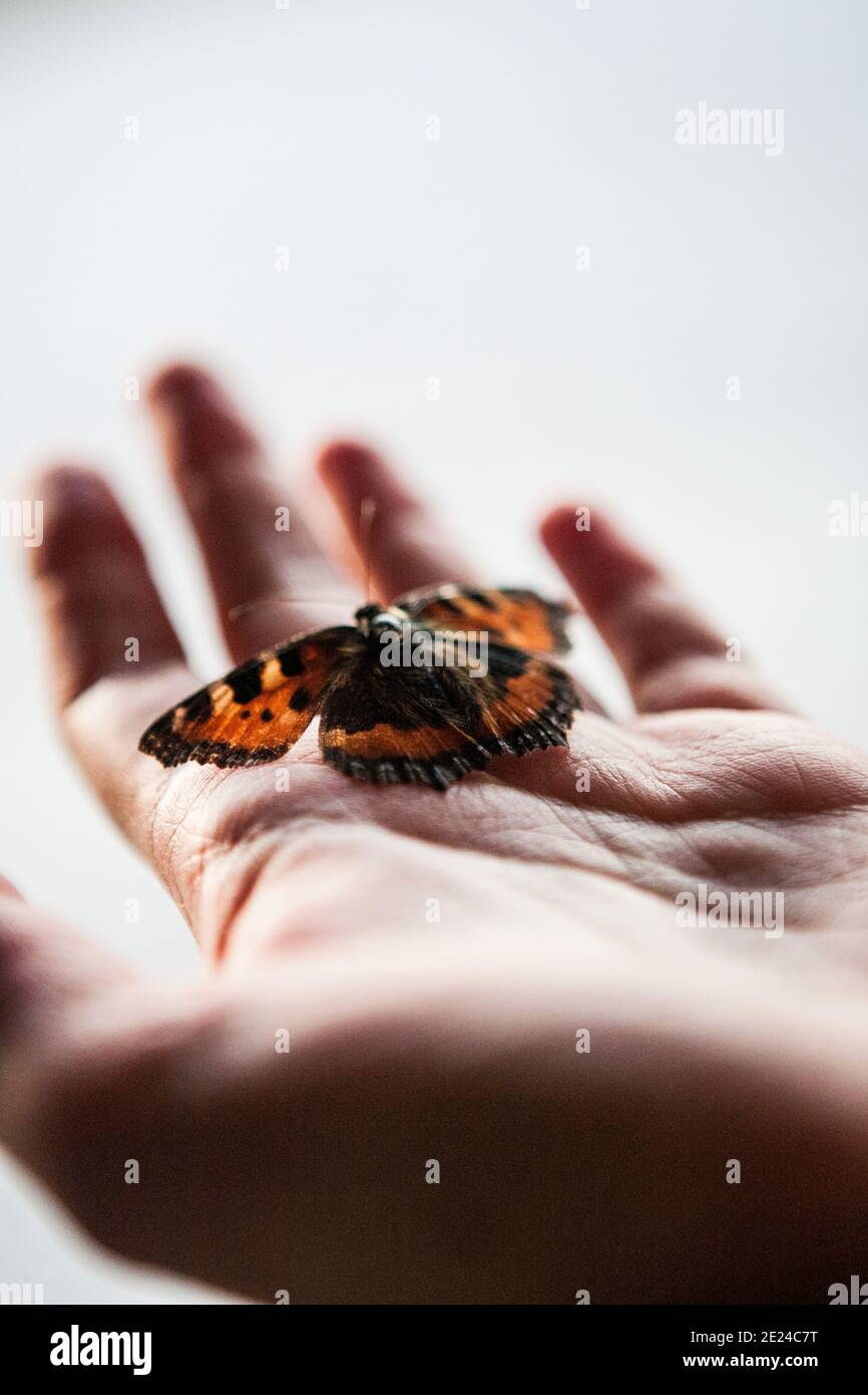 Piccola farfalla di tartaruga a portata di mano Foto Stock