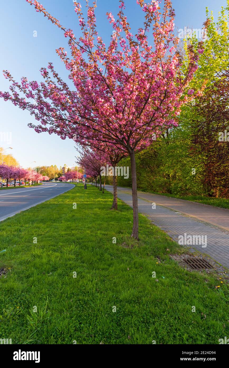 Via sakura in fiore su Trida 17. Via listopadu nella città di Karvina, nella repubblica Ceca Foto Stock