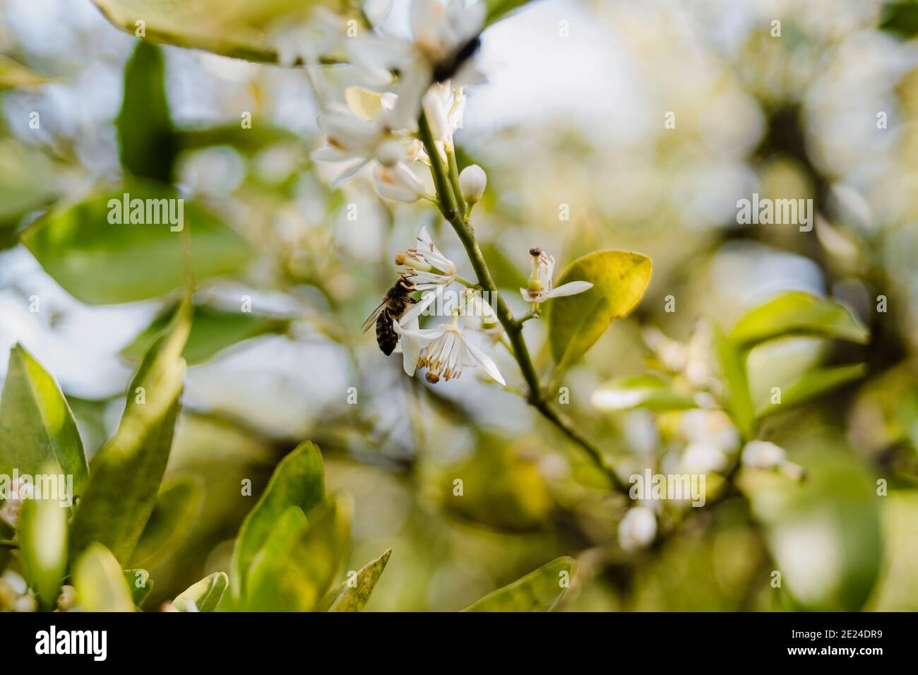 Ape che impollinano un albero di arancio fiorito. Foto Stock