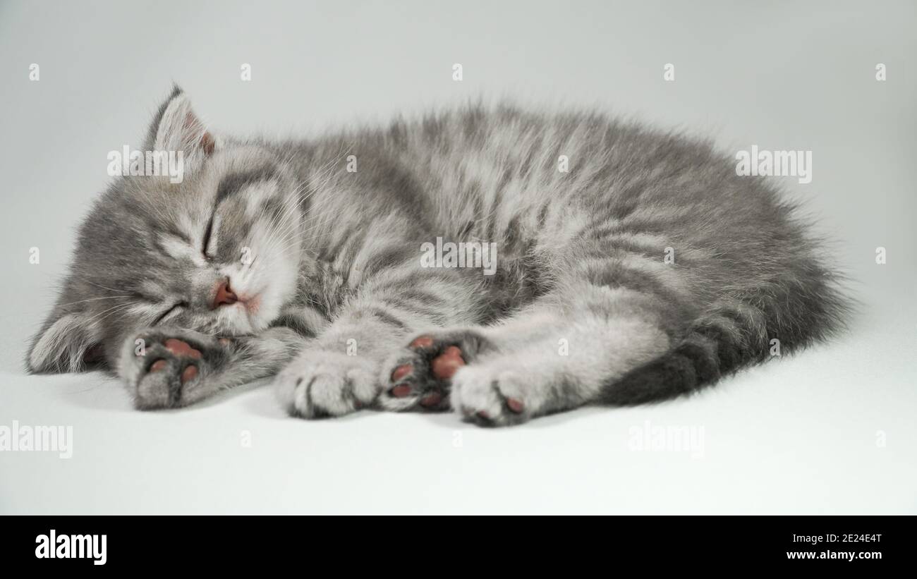 Divertente piccolo grigio fold gattino scozzese kitty dormire su uno sfondo bianco. Foto Stock