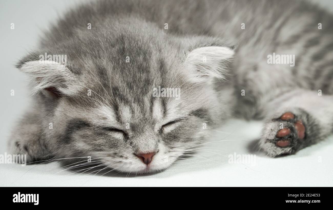 Divertente piccolo grigio fold gattino scozzese kitty dormire su uno sfondo bianco. Foto Stock