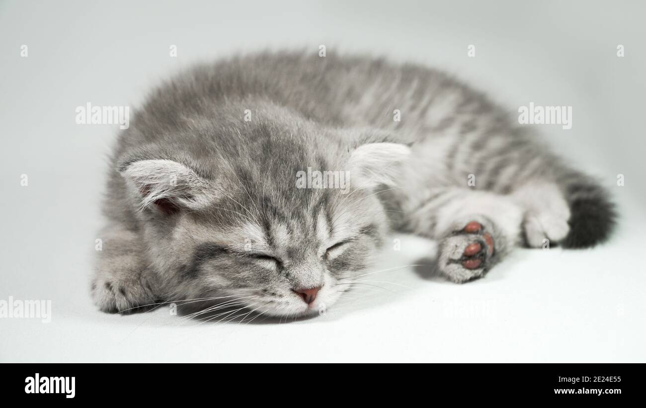 Divertente piccolo grigio fold gattino scozzese kitty dormire su uno sfondo bianco. Foto Stock