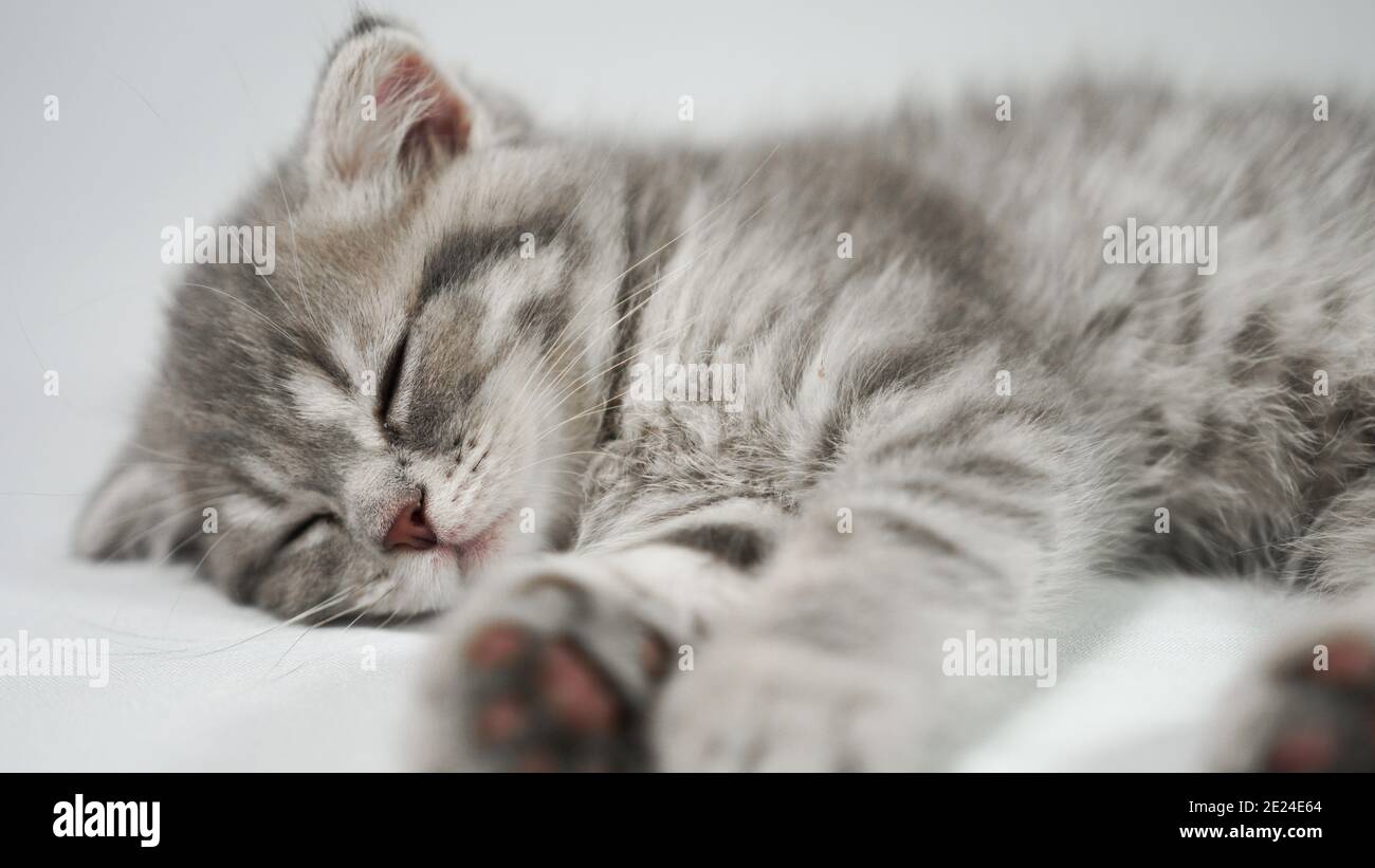 Divertente piccolo grigio fold gattino scozzese kitty dormire su uno sfondo bianco. Foto Stock
