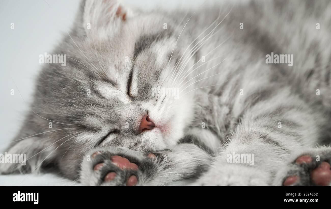 Divertente piccolo grigio fold gattino scozzese kitty dormire su uno sfondo bianco. Foto Stock