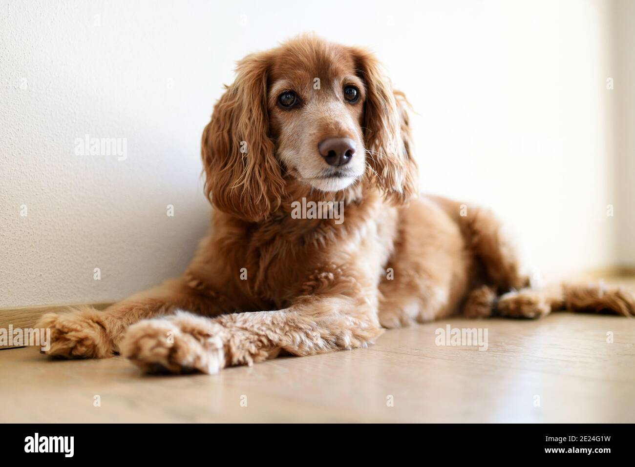 Cute biondo cocker spaniel poggiato sul pavimento in un vista ad angolo basso come il cane guarda alertly al fotocamera in interni a casa Foto Stock