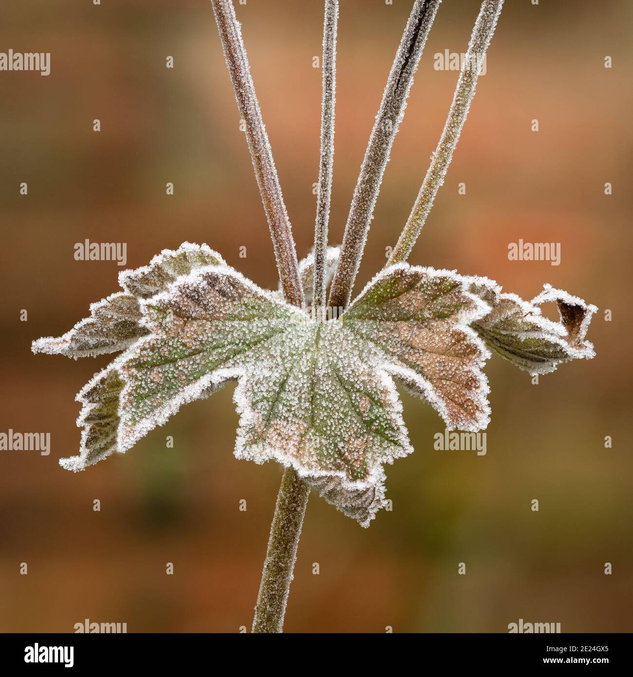 Smerigliato foglie Foto Stock