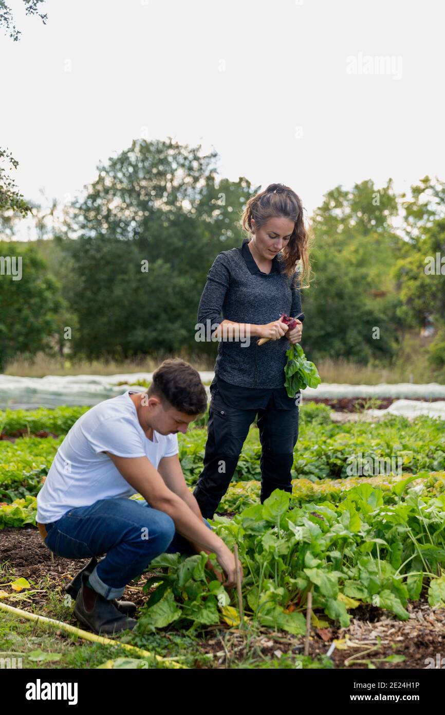 Coppia che controlla le barbabietole a patch vegetale Foto Stock