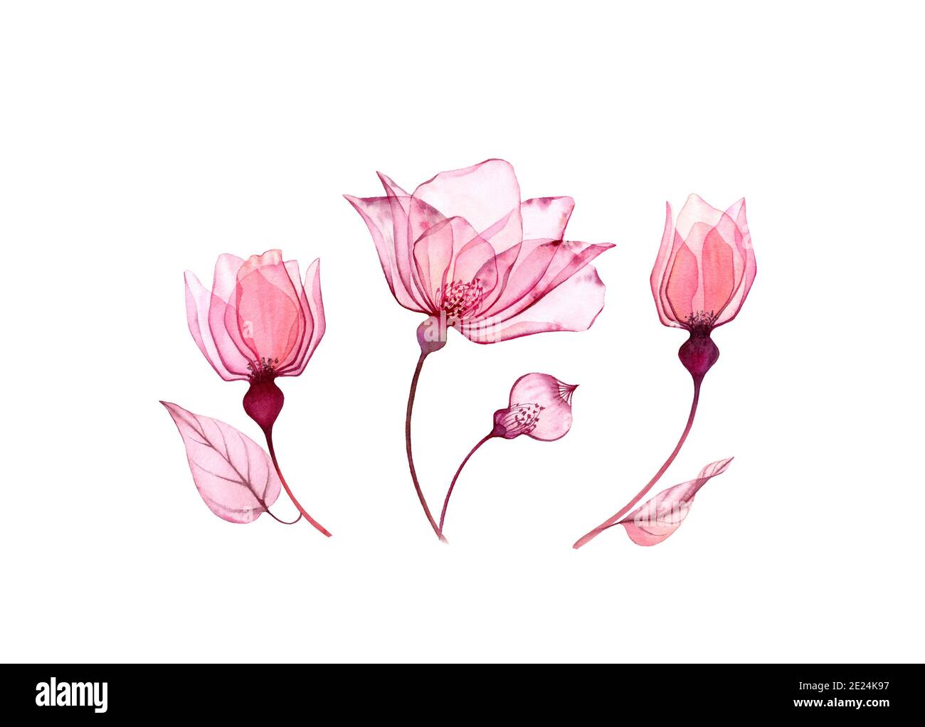 Set floreale acquerello isolato su bianco. Rosa trasparente di fiori grandi, foglie di colore rosa arrossito. Illustrazione botanica per il matrimonio Foto Stock